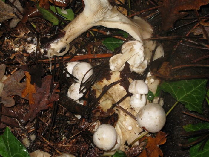 041209-(7)nebularis-agaric.jpg