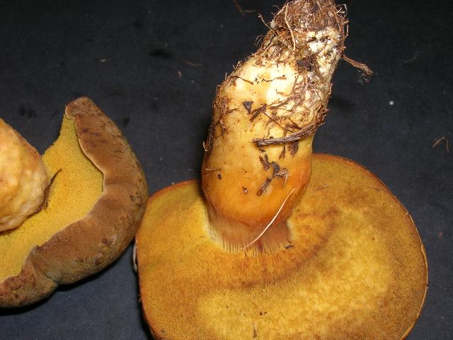 DSCN4684_640x480.jpg