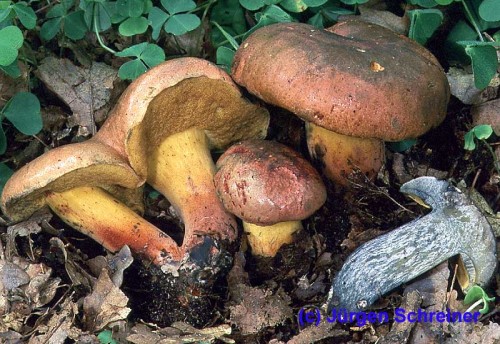 pulverulentus1.jpg