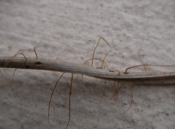 Aiguilles de pin de la litière avec le &quot;champignon&quot;