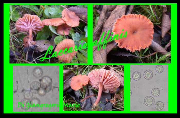 Laccaria affinis 004.jpg