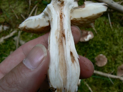 tricho_5.jpg