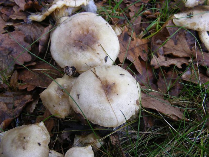 2009_0912essai0021.JPG
