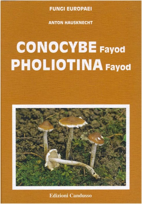 conocybe.jpg