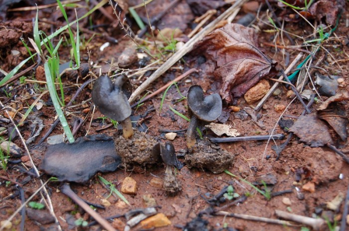 x-helvella atra01r.jpg