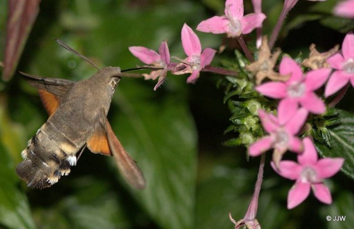 Macroglossum2.jpg