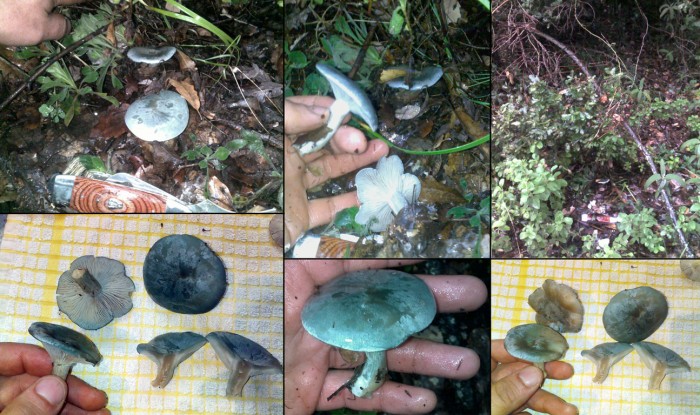 Clitocybe_Anise.jpg