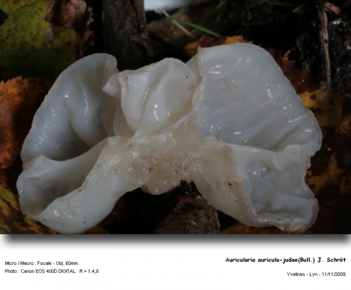 auricularia_auricula-judaebull_j_schrot.jpg