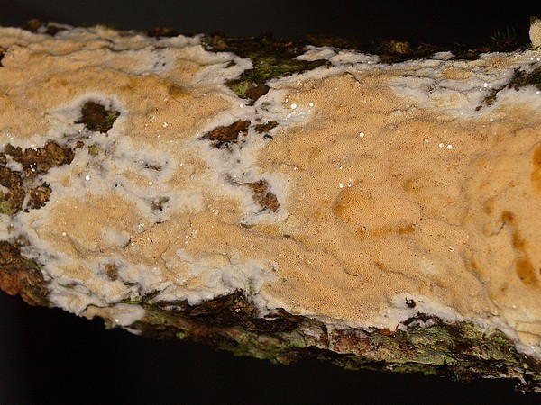 Schizopora flavipora