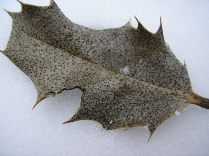 Trochila ilicina sur feuille de houx