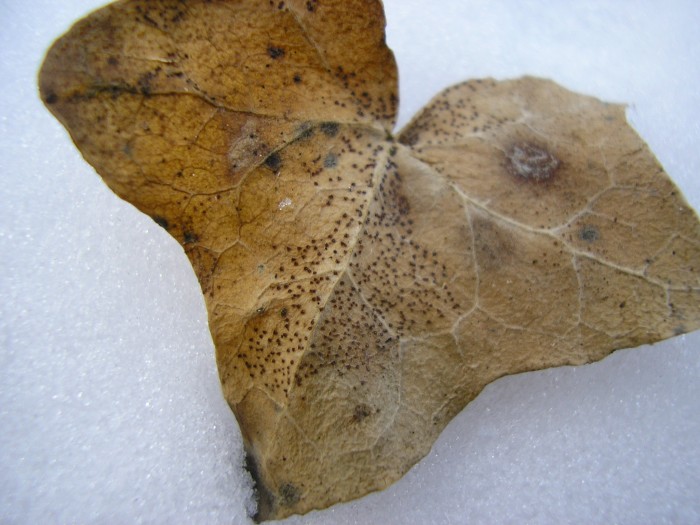 Trochila craterium sur feuille de lierre
