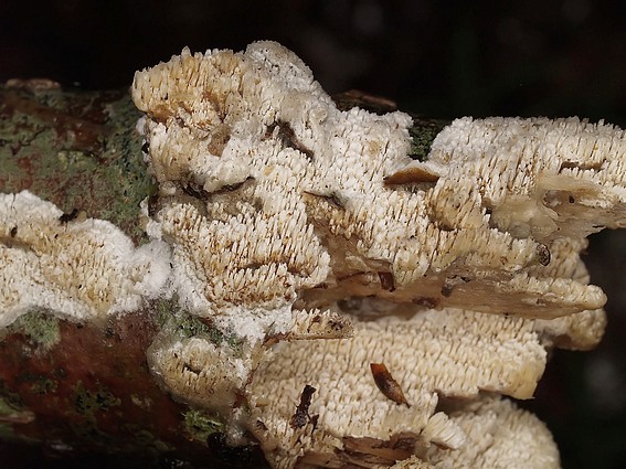 Hyphodontia spatulatha