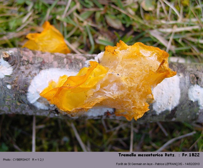 tremella_mesenterica_retz__fr1822.jpg