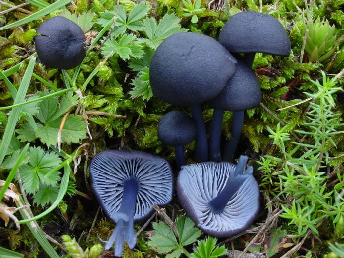 entolome bleu.jpg