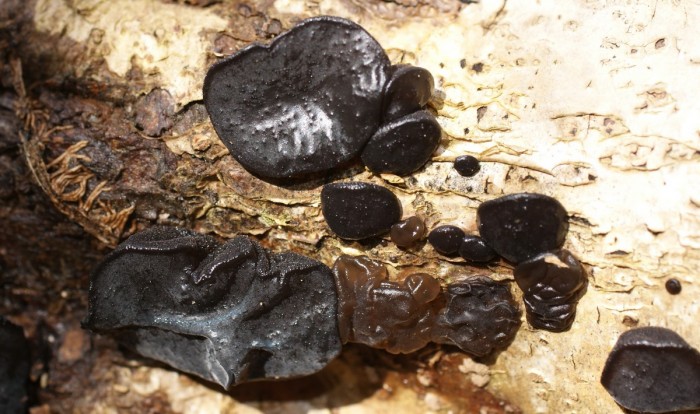 exidia sp.jpg