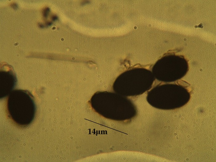 Biscogniauxia nummularia.jpg