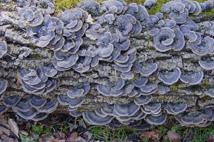 trametes.jpg