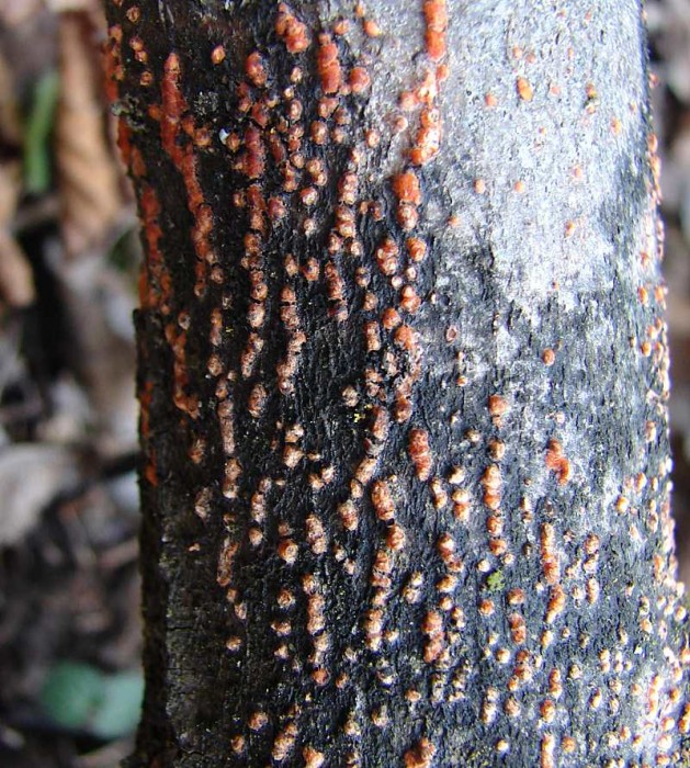 nectria ou pas 05795.JPG