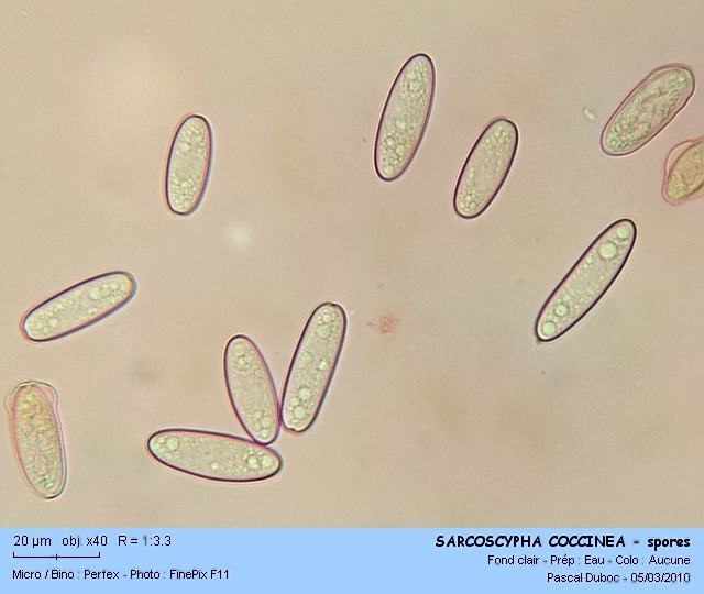 sarcoscypha_coccinea_-_spores.jpg
