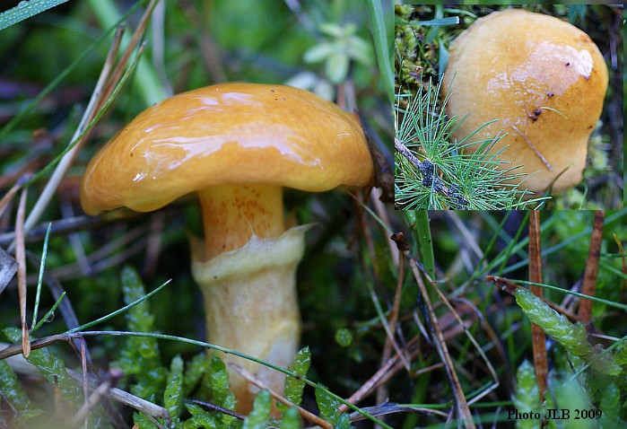 Suillus grevillei.jpg
