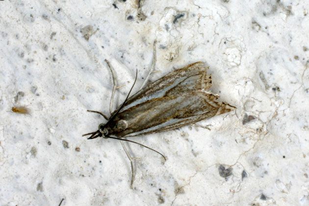 Crambus pratellus