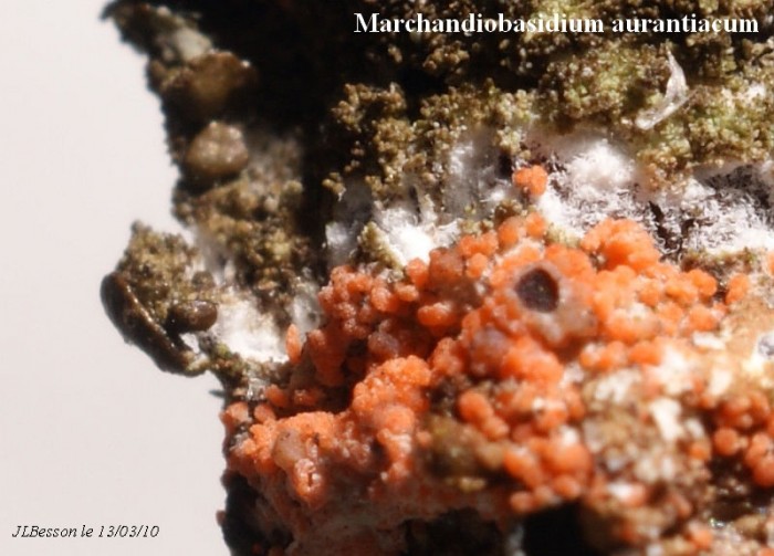 Marchandiomyces aurantiacum 2.jpg