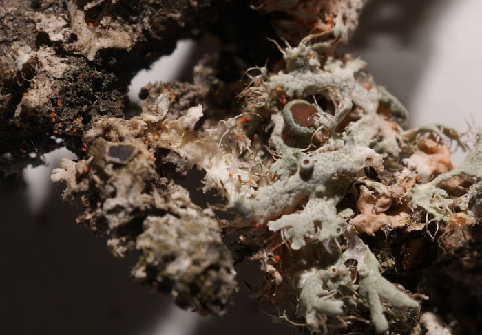Marchandiomyces aurantiacum 5.jpg