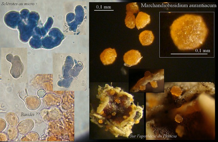 Marchandiobasidium aurantiacum.jpg