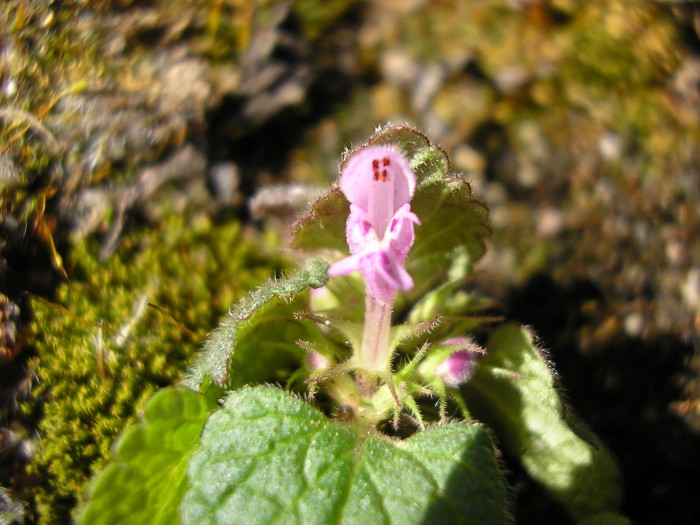 Lamium purpureum.