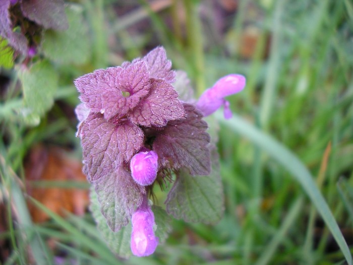 Lamium purpureum