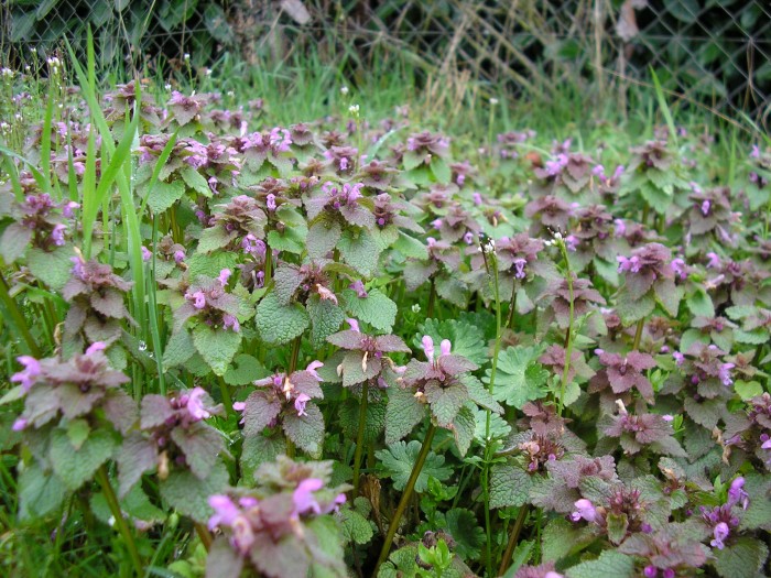 Lamium purpureum