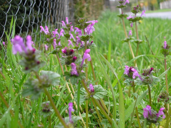 Lamium amplexicaule