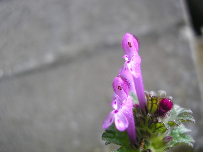 Lamium amplexicaule