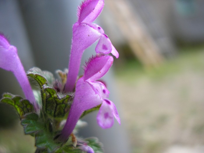 Lamium amplexicaule