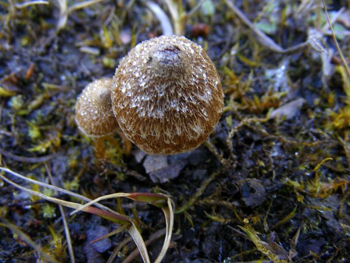2010_0115avril0014.JPG