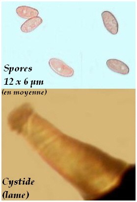 Inocybe.JPG