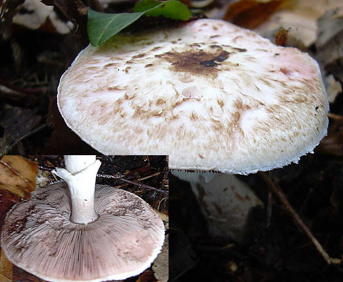 specimen plus &quot;normal&quot;