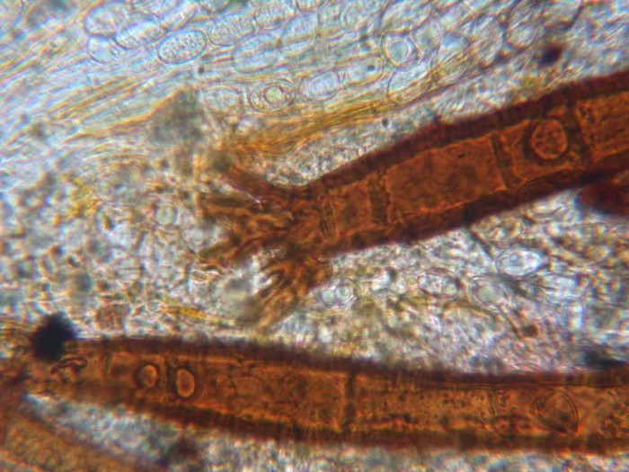 Scutellinia scutellata  MELZER negatif  France FIFI GILLY 30 avril 2010 092.jpg