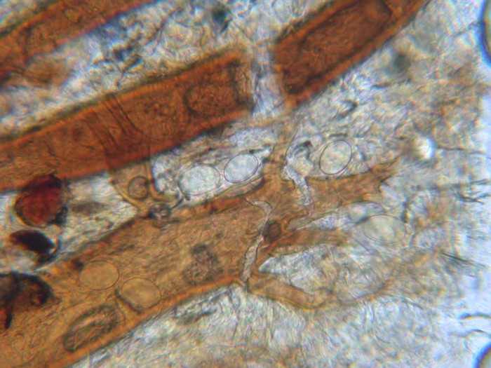 Scutellinia scutellata MELZER negatif  France FIFI GILLY 30 avril 2010 078.jpg