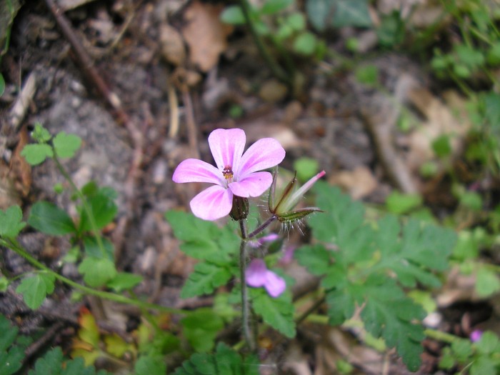 P5010033.JPG