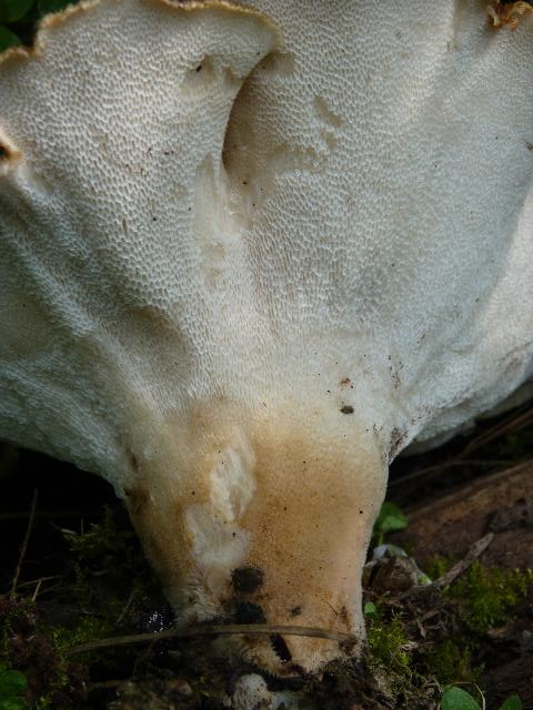 P1000319_640x480.jpg