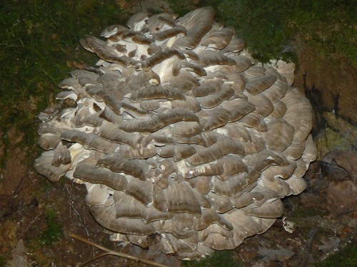 grifola_1.jpg