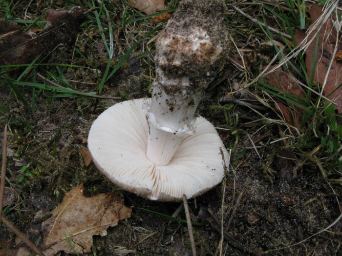 Amanita IMG_0346.jpg