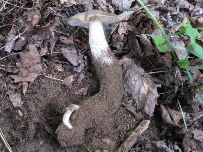 Entoloma IMG_0333.jpg