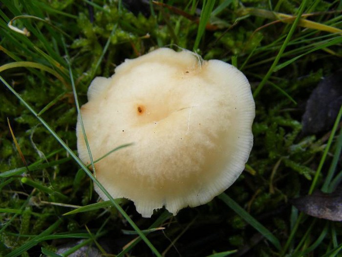 Collybia aquosa.jpg
