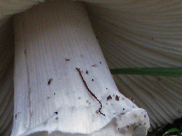 Amanita  stries.JPG