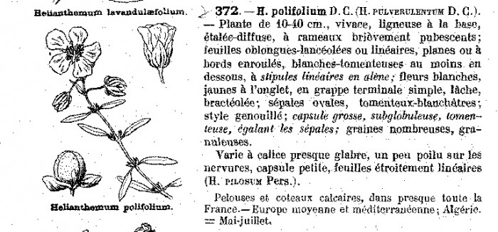 Helianthemum apenninum.jpg