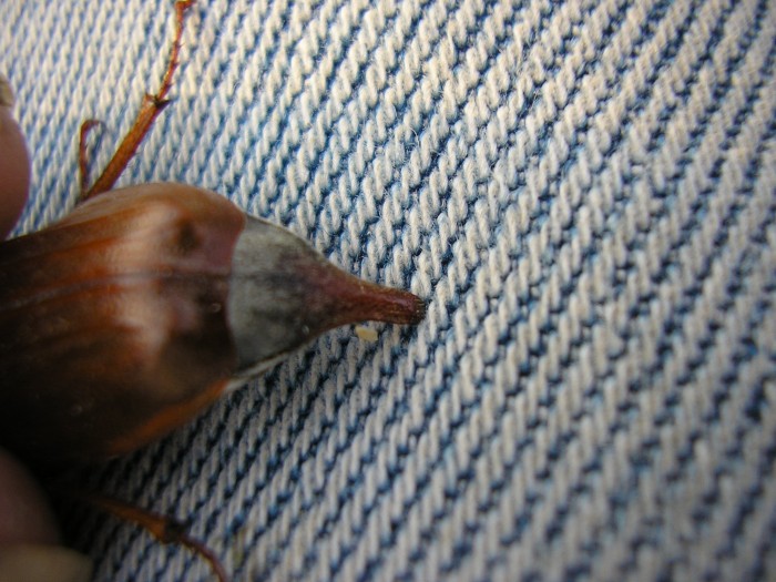 Melolontha melolontha