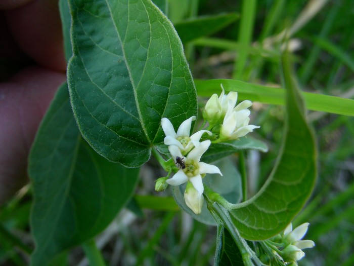 Vincetoxicum hirundinaria Dompte venin  Fondry des chiens  23 Mai 2010 094.jpg