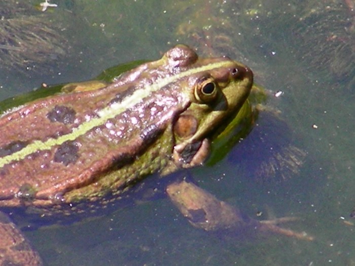 Arnaud    Bois de Soleilmont  22 Mai 2010 058.jpg